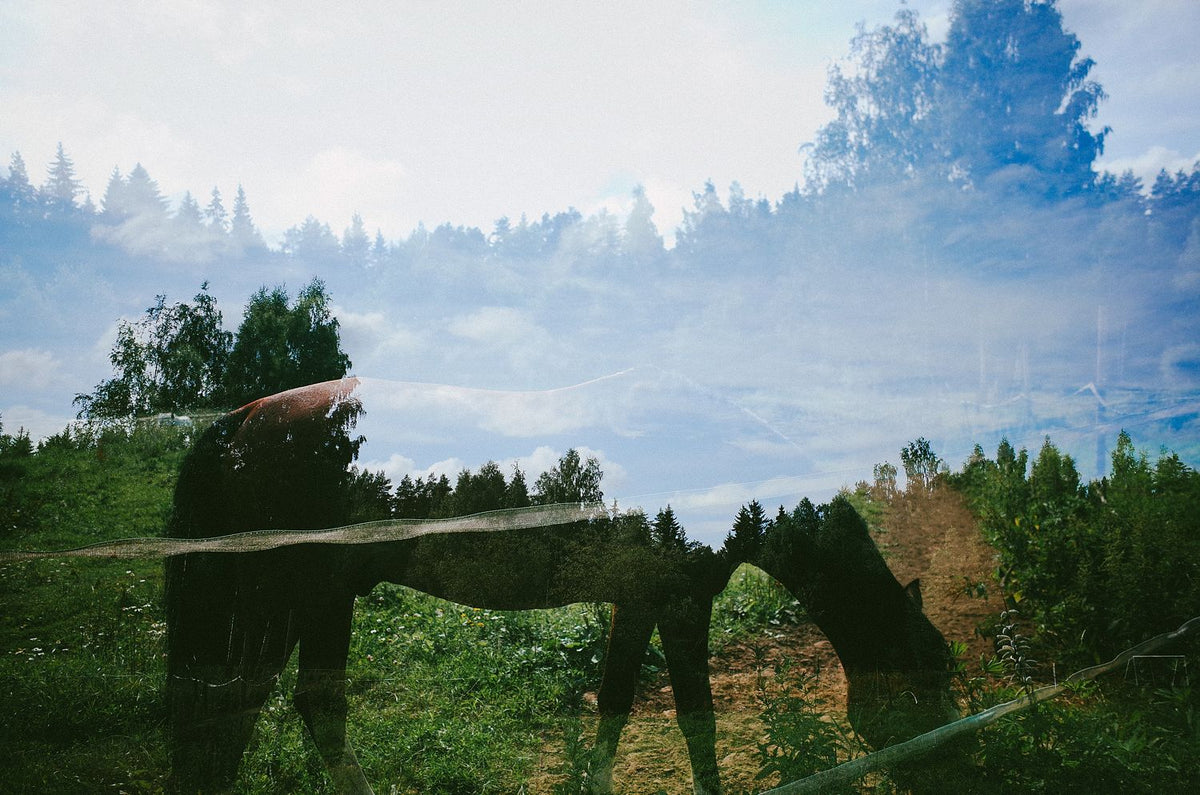 The horse of white dreams. St Petersbourg, 2022